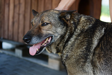 WILUS, Hund, Mischlingshund in Velen - Bild 9