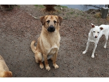 GEISHA, Hund, Mischlingshund in Oberwies - Bild 2