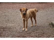 GEISHA, Hund, Mischlingshund in Oberwies - Bild 4