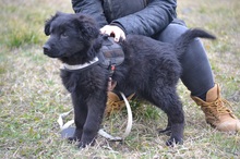 NINA, Hund, Mischlingshund in Massenbachhausen - Bild 1