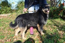 FLOKI, Hund, Mischlingshund in Ungarn - Bild 2
