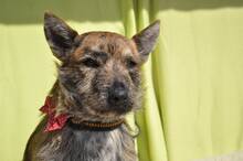 FREDDY, Hund, Mischlingshund in Slowakische Republik - Bild 6