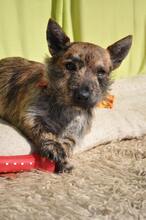 FREDDY, Hund, Mischlingshund in Slowakische Republik - Bild 8