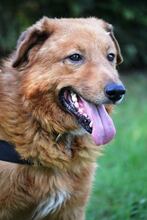 RALPH, Hund, Mischlingshund in Ungarn - Bild 2