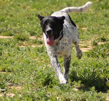 SHADOW, Hund, Mischlingshund in Grafenberg - Bild 2