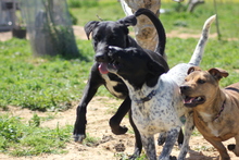 SHADOW, Hund, Mischlingshund in Grafenberg - Bild 3