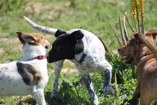SHADOW, Hund, Mischlingshund in Grafenberg - Bild 4