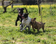 SHADOW, Hund, Mischlingshund in Grafenberg - Bild 5