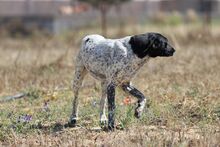 SHADOW, Hund, Mischlingshund in Grafenberg - Bild 8