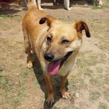 LUZIE, Hund, Mischlingshund in Griechenland - Bild 1