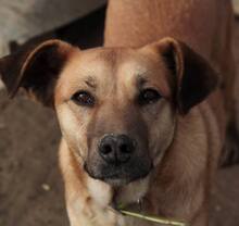 LUZIE, Hund, Mischlingshund in Griechenland - Bild 10