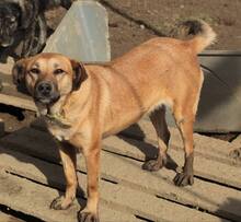 LUZIE, Hund, Mischlingshund in Griechenland - Bild 11