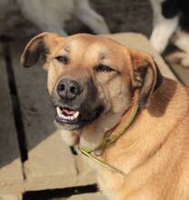 LUZIE, Hund, Mischlingshund in Griechenland - Bild 12