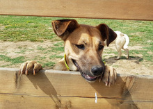 LUZIE, Hund, Mischlingshund in Griechenland - Bild 17