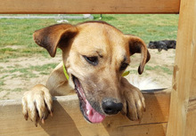 LUZIE, Hund, Mischlingshund in Griechenland - Bild 19