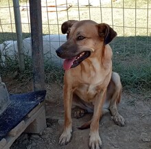LUZIE, Hund, Mischlingshund in Griechenland - Bild 5