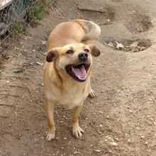 LUZIE, Hund, Mischlingshund in Griechenland - Bild 6