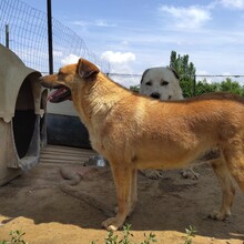 LUZIE, Hund, Mischlingshund in Herne - Bild 3