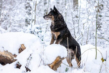 BRUNO, Hund, Mischlingshund in Kiel - Bild 1