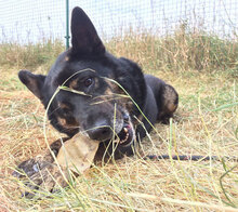 BRUNO, Hund, Mischlingshund in Kiel - Bild 10