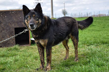 BRUNO, Hund, Mischlingshund in Kiel - Bild 14