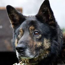 BRUNO, Hund, Mischlingshund in Kiel - Bild 3
