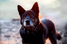 BRUNO, Hund, Mischlingshund in Kiel - Bild 4
