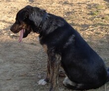 SMITCH, Hund, Mischlingshund in Spanien - Bild 5