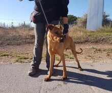 CHICO, Hund, Mischlingshund in Spanien - Bild 2
