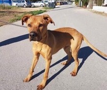 CHICO, Hund, Mischlingshund in Spanien - Bild 4
