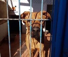 CHICO, Hund, Mischlingshund in Spanien - Bild 5