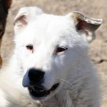 PAGANO, Hund, Mischlingshund in Rumänien - Bild 1
