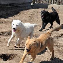 PAGANO, Hund, Mischlingshund in Rumänien - Bild 2