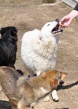 PAGANO, Hund, Mischlingshund in Rumänien - Bild 3