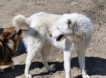PAGANO, Hund, Mischlingshund in Rumänien - Bild 6