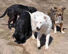 PAGANO, Hund, Mischlingshund in Rumänien - Bild 7