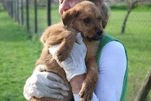 KAPRI, Hund, Mischlingshund in Ungarn - Bild 2