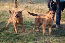 KAPRI, Hund, Mischlingshund in Ungarn - Bild 4