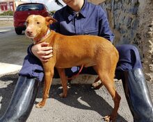 ROJO, Hund, Podenco in Spanien - Bild 1