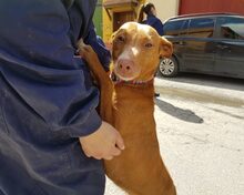 ROJO, Hund, Podenco in Spanien - Bild 5