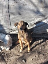 EMILIO, Hund, Mischlingshund in Rumänien - Bild 1