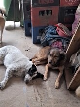 EMILIO, Hund, Mischlingshund in Rumänien - Bild 10