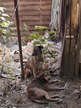 EMILIO, Hund, Mischlingshund in Rumänien - Bild 11