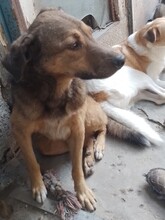 EMILIO, Hund, Mischlingshund in Rumänien - Bild 12