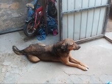EMILIO, Hund, Mischlingshund in Rumänien - Bild 14