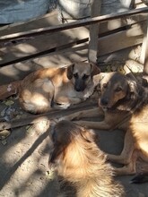 EMILIO, Hund, Mischlingshund in Rumänien - Bild 15