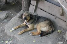 EMILIO, Hund, Mischlingshund in Rumänien - Bild 16