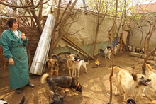 EMILIO, Hund, Mischlingshund in Rumänien - Bild 17