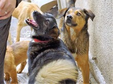 EMILIO, Hund, Mischlingshund in Rumänien - Bild 19