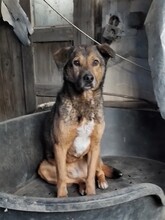 EMILIO, Hund, Mischlingshund in Rumänien - Bild 2